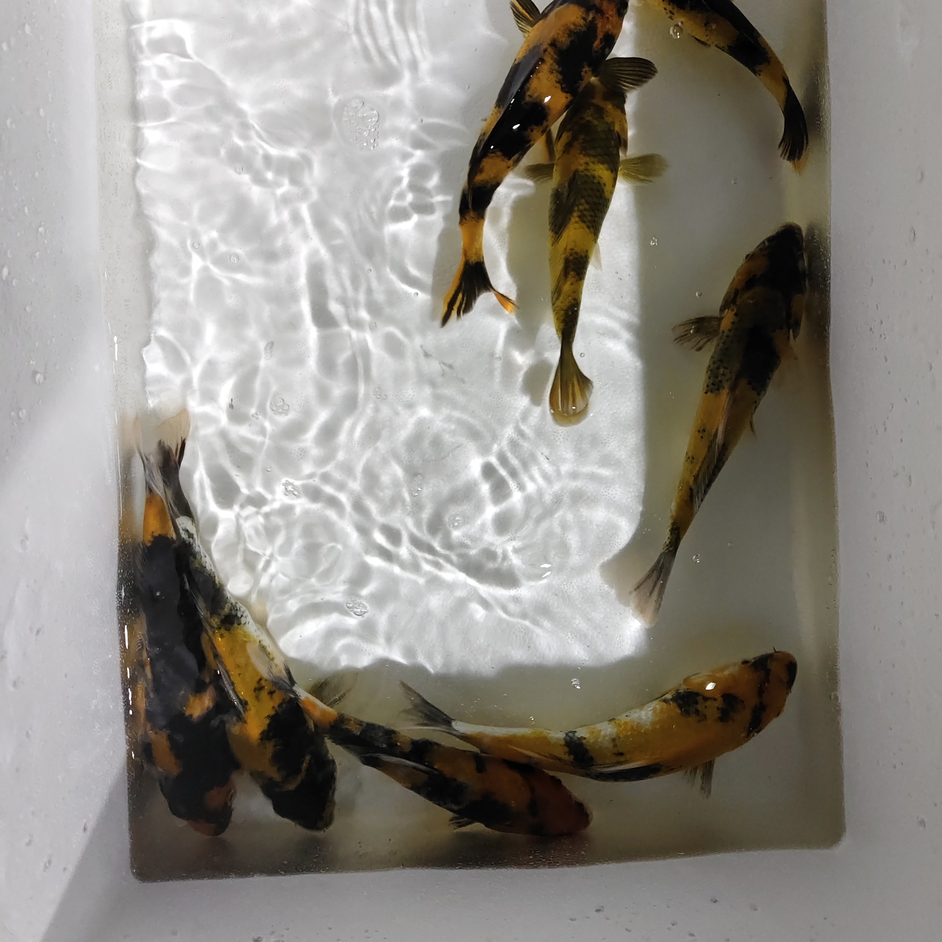 锦鲤冷水淡水观赏鱼斗鱼大鱼鱼观赏鱼孔雀.生态鱼观背青鳉观赏鱼
