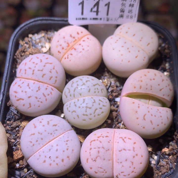 生石花多肉212.141