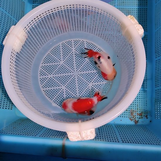 金鱼132兰寿两只特价顺丰包邮