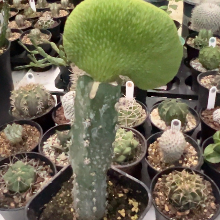 完全开放嫁接青蛇坠化脱土发货