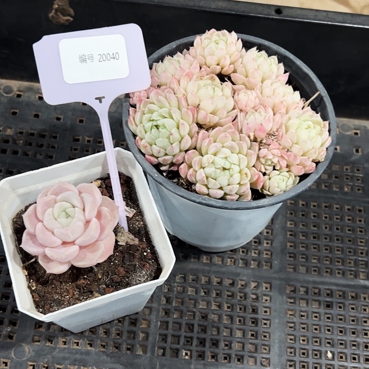 五***月框拍     20040号