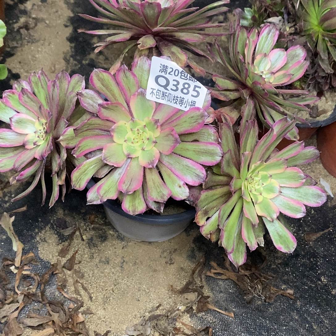 385粉黛多肉老桩法师锦