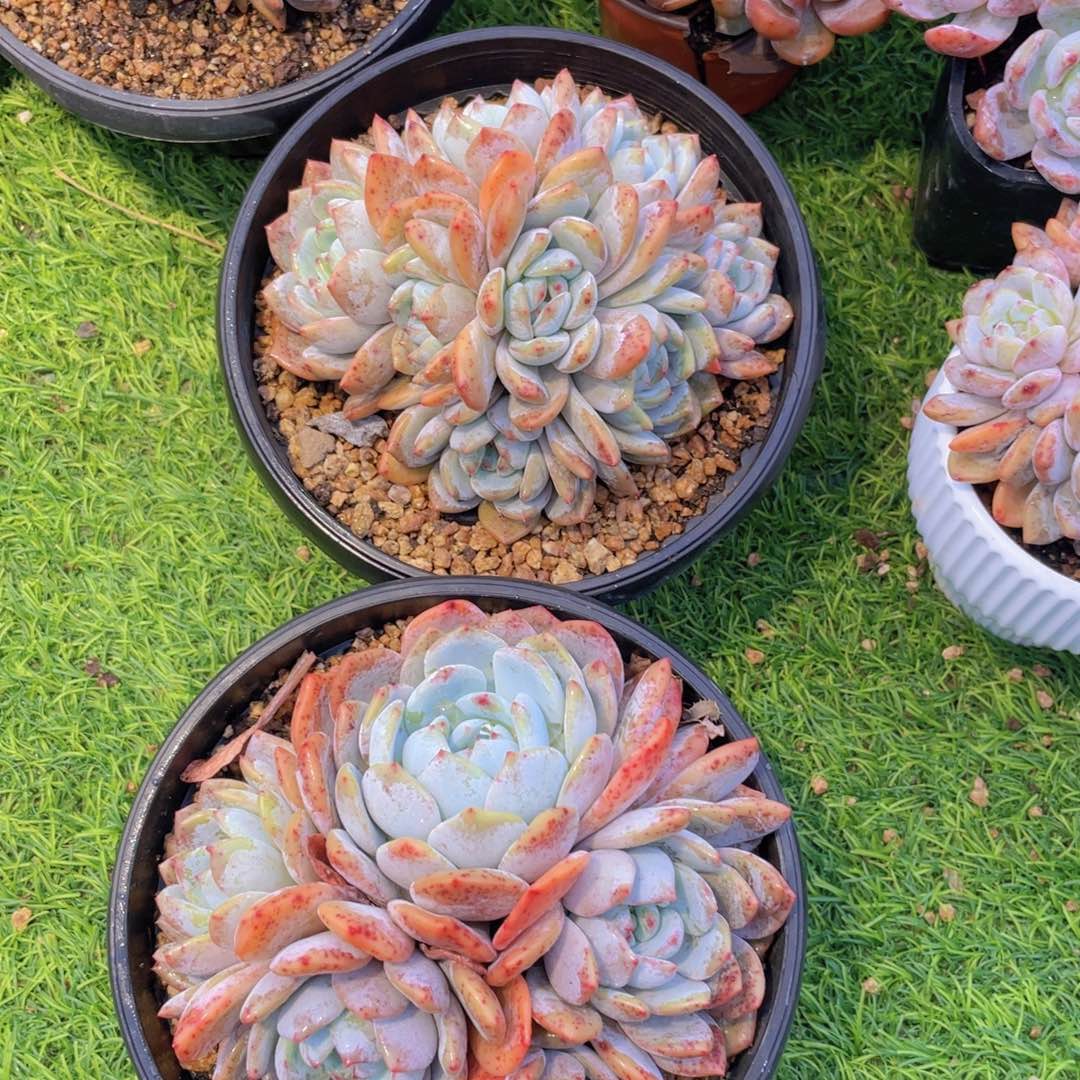 卷卷 群生橙子老桩组合