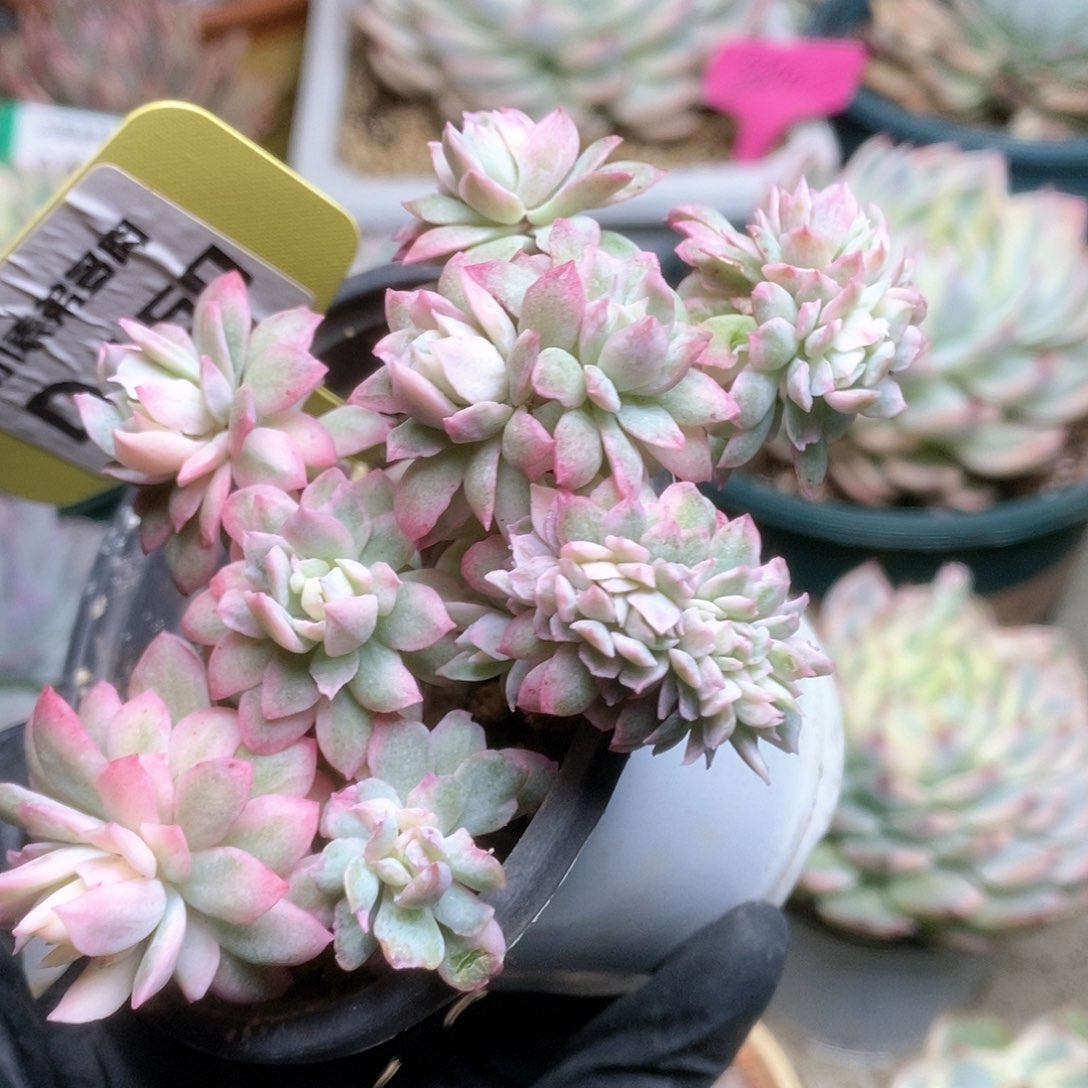 160锦锦锦锦锦锦锦