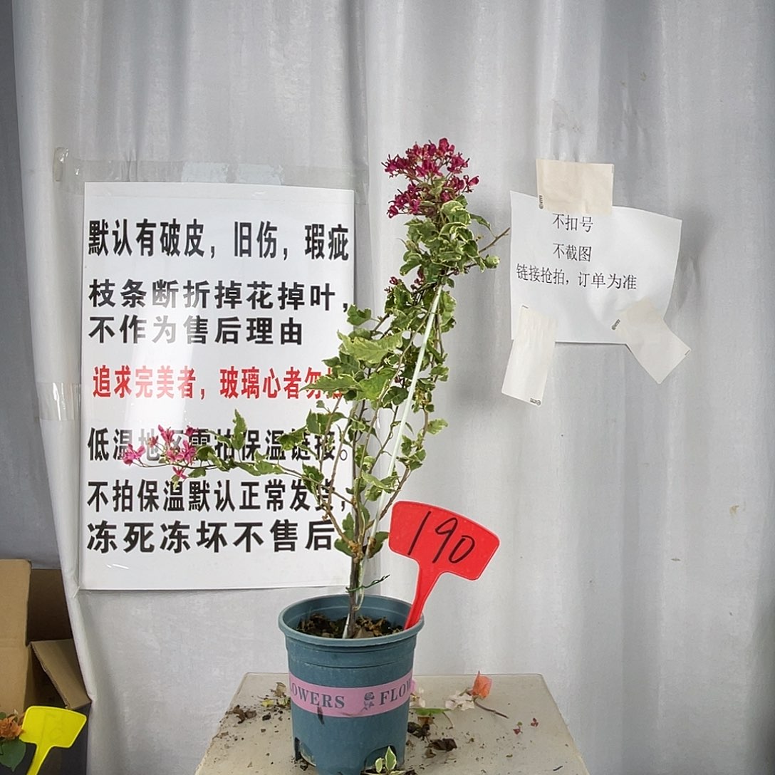 当前无花栽培后可以开花190玛丽苏公主细杆子