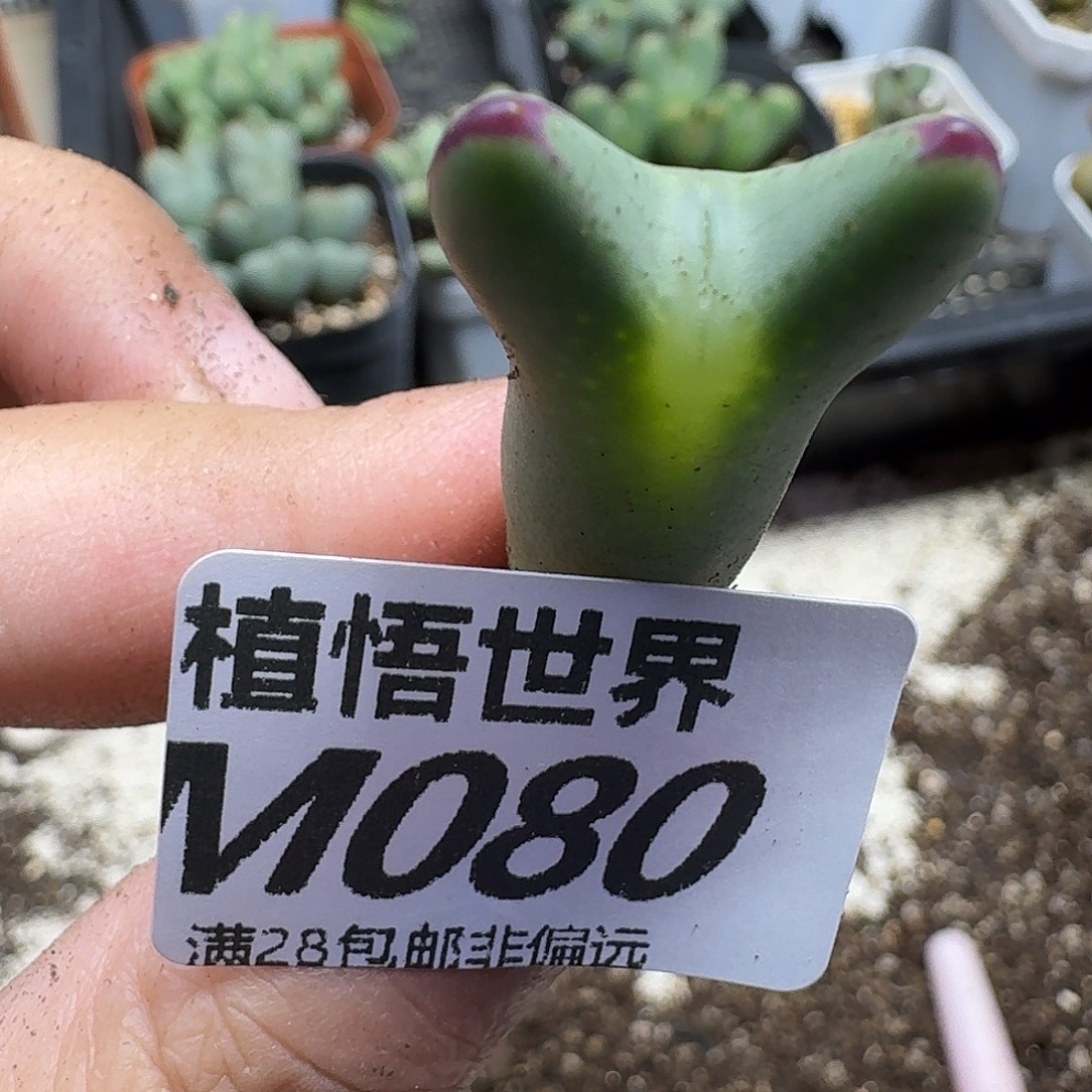 多肉植物的jkkklhjj