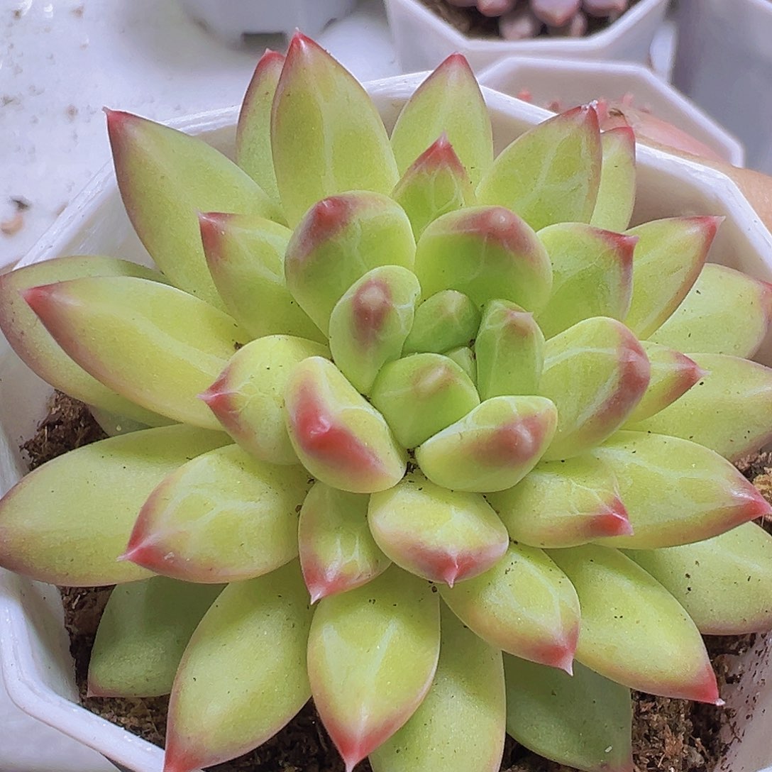 甲骨文19包邮多肉植物