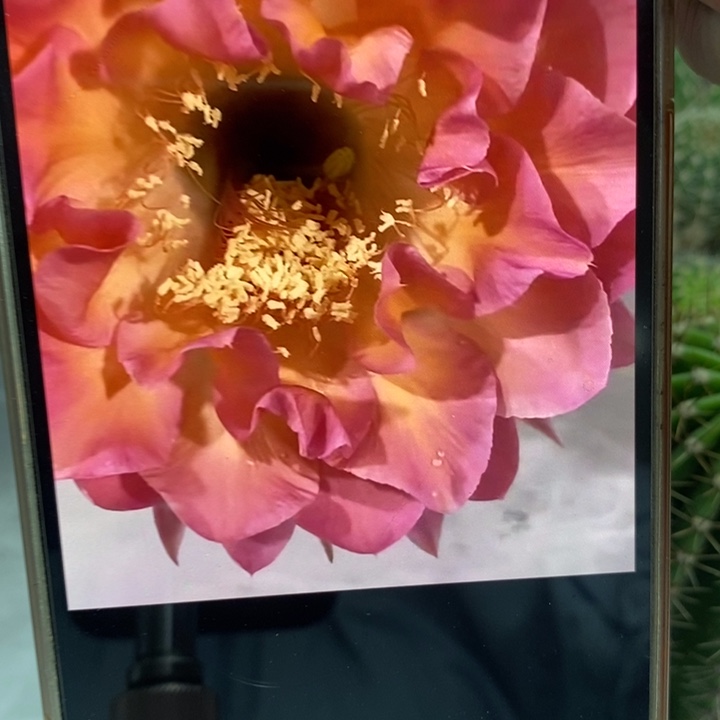 彩草小桃红带根4.5公分左右