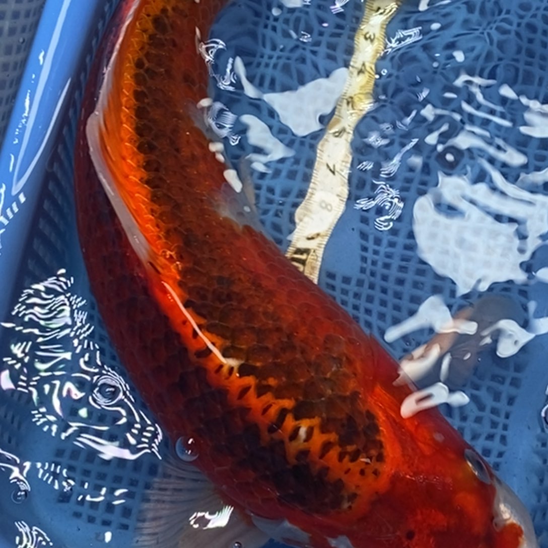 锦鲤冷水锦鲤包邮