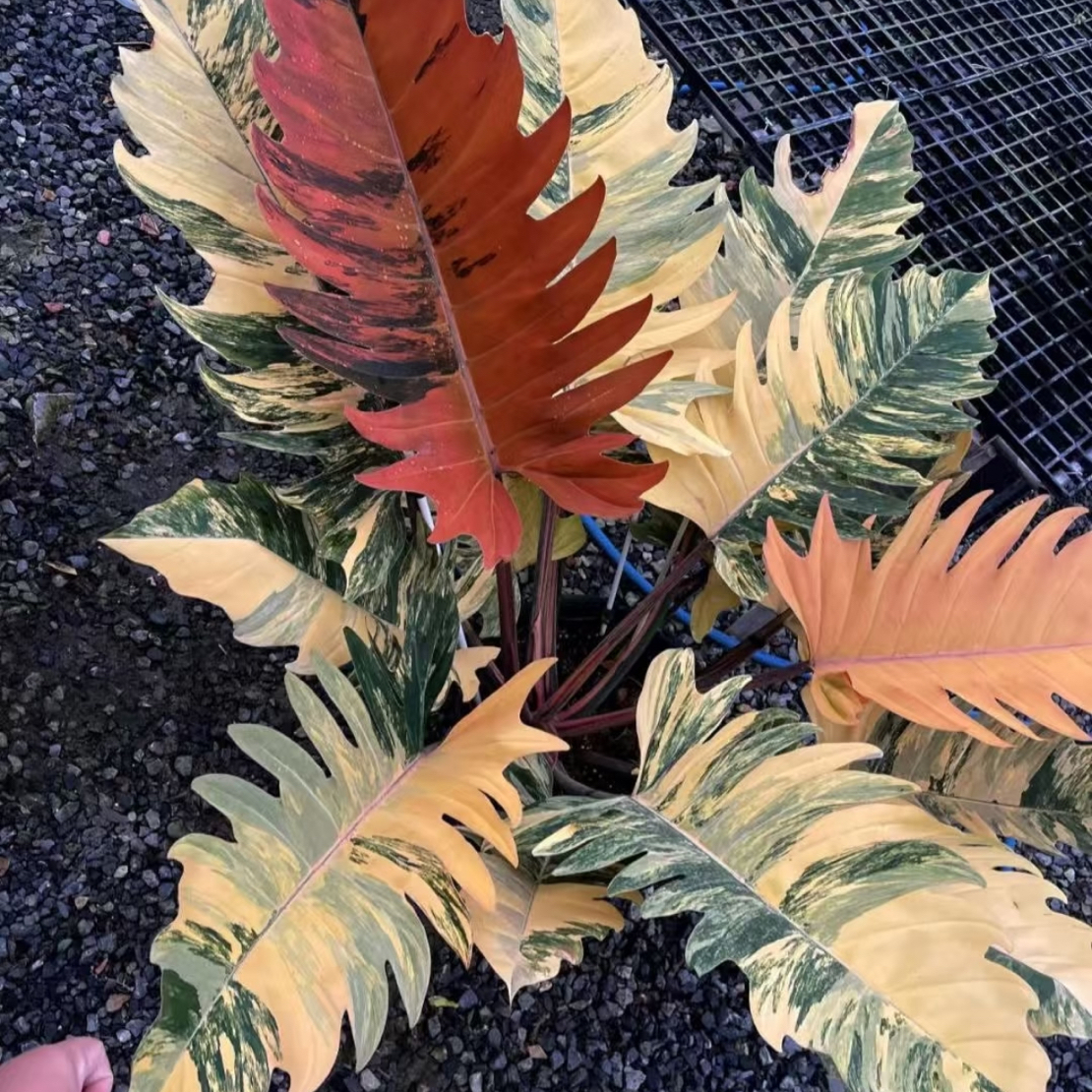焦糖大理石蔓绿绒室内观叶锦化植物多棵可选