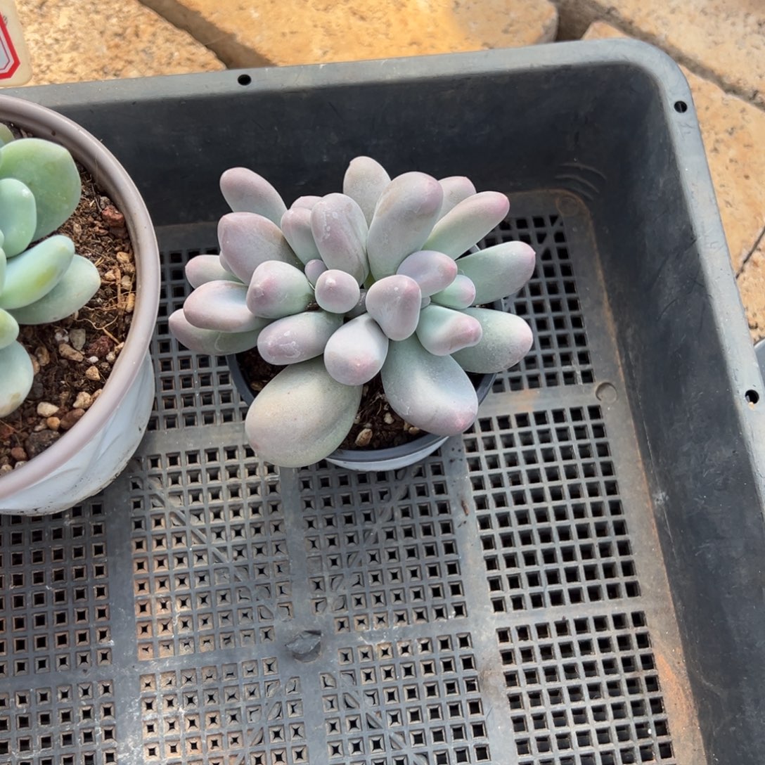 天***辉天辉辉寄养。          