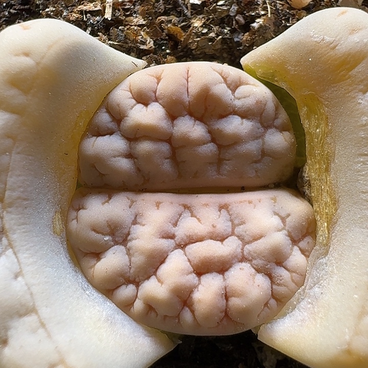 生石花111111。   280