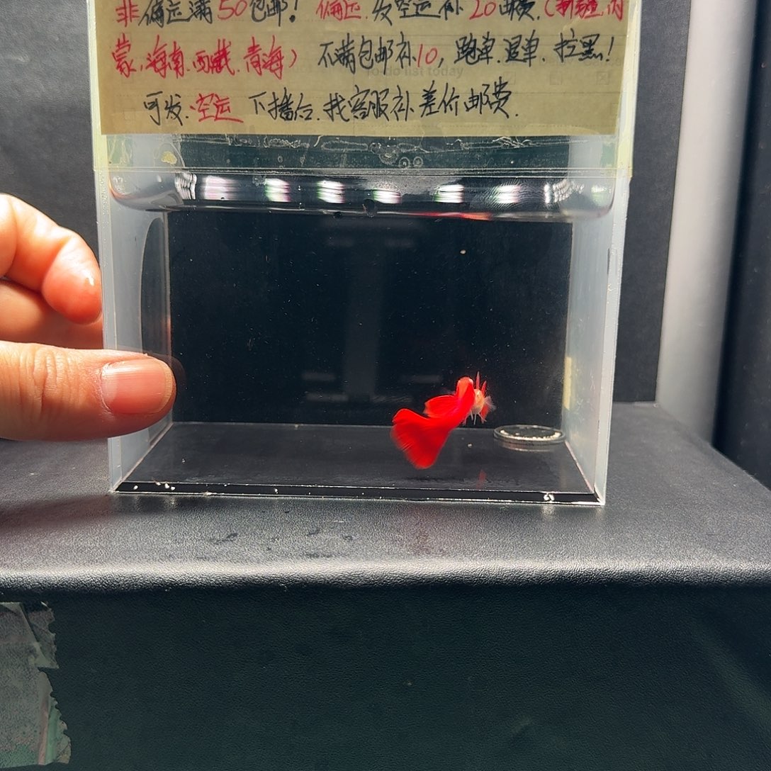 孔雀鱼大背血红压成一对