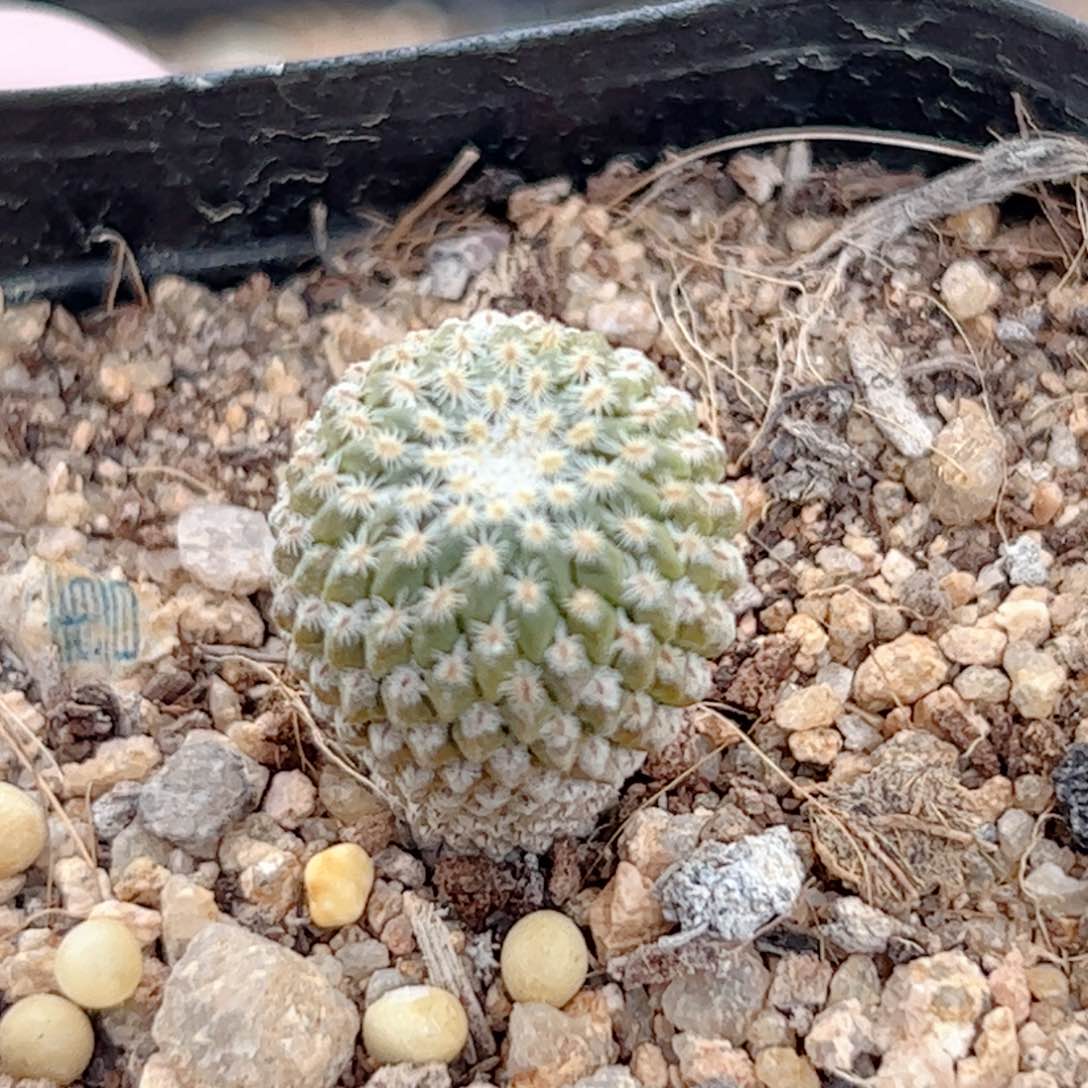 实生 银牡丹1.8公分