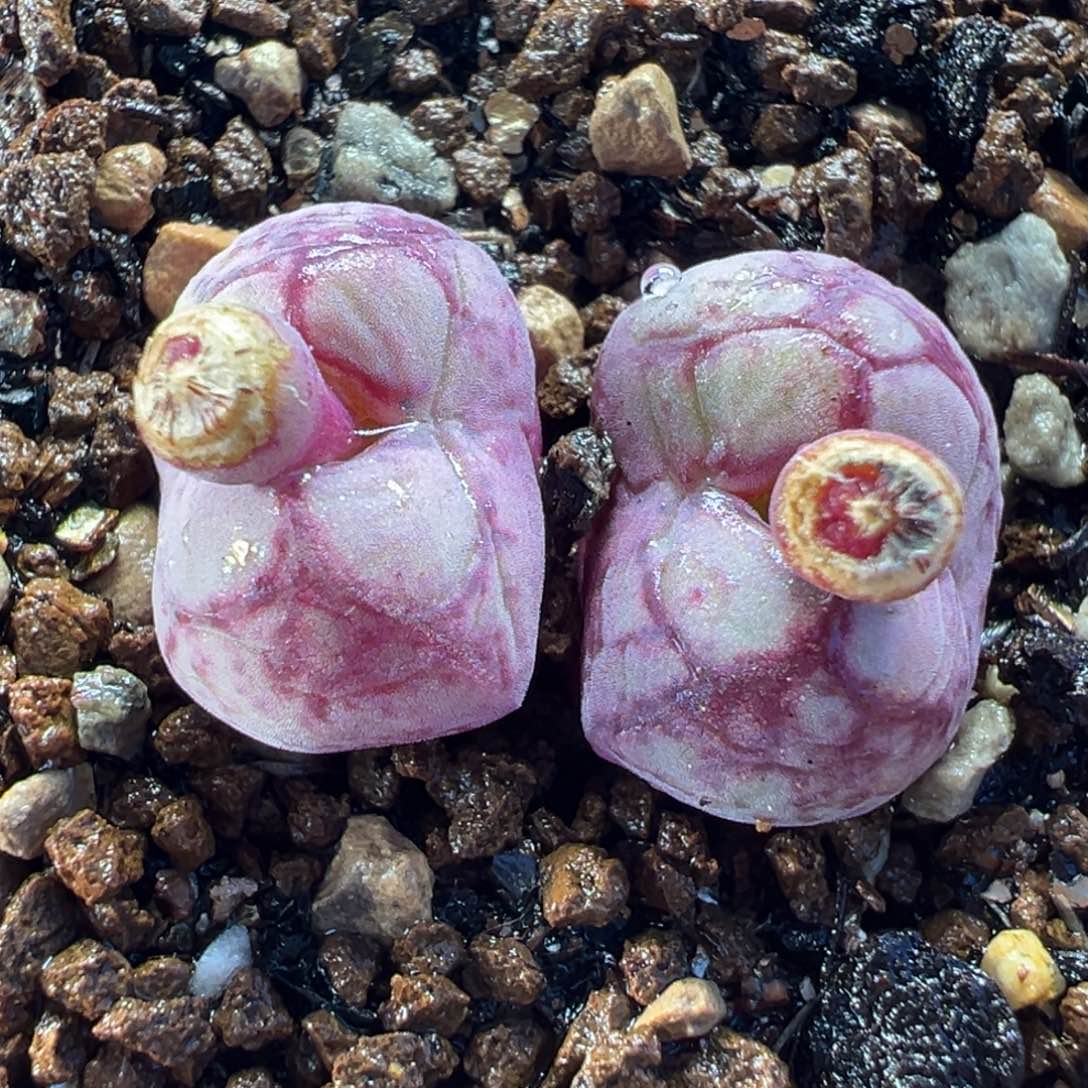 八重亘基多肉植物盆栽植物