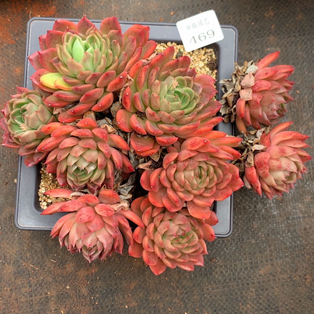 469不包掉头，拍即接受掉头17冠