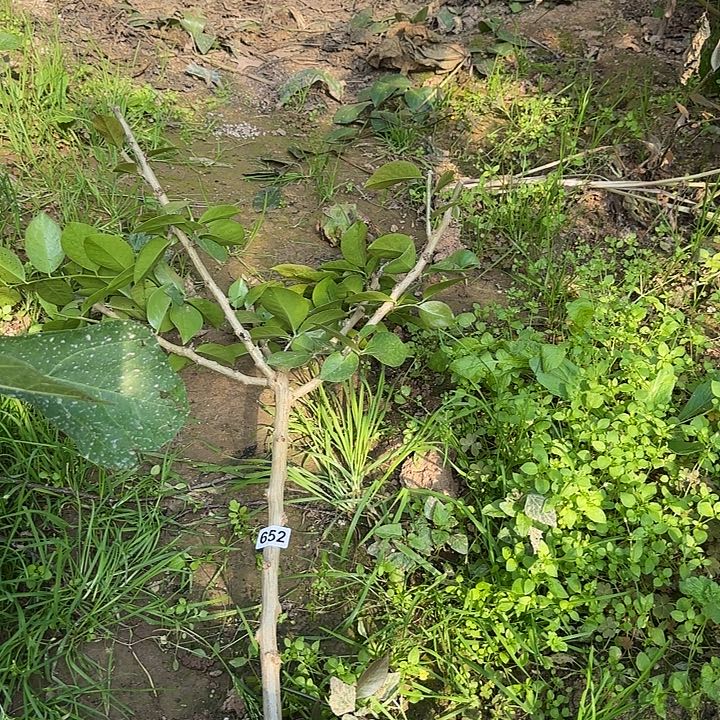 梅***姐652嫁接蟹爪兰：叶仙杆5分枝
