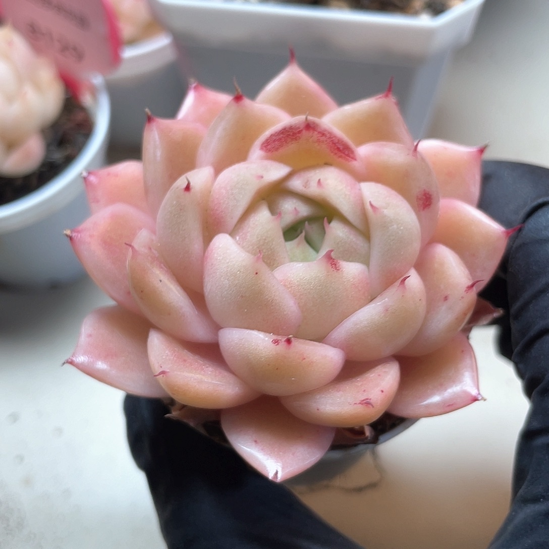 优选麦秆福利9446