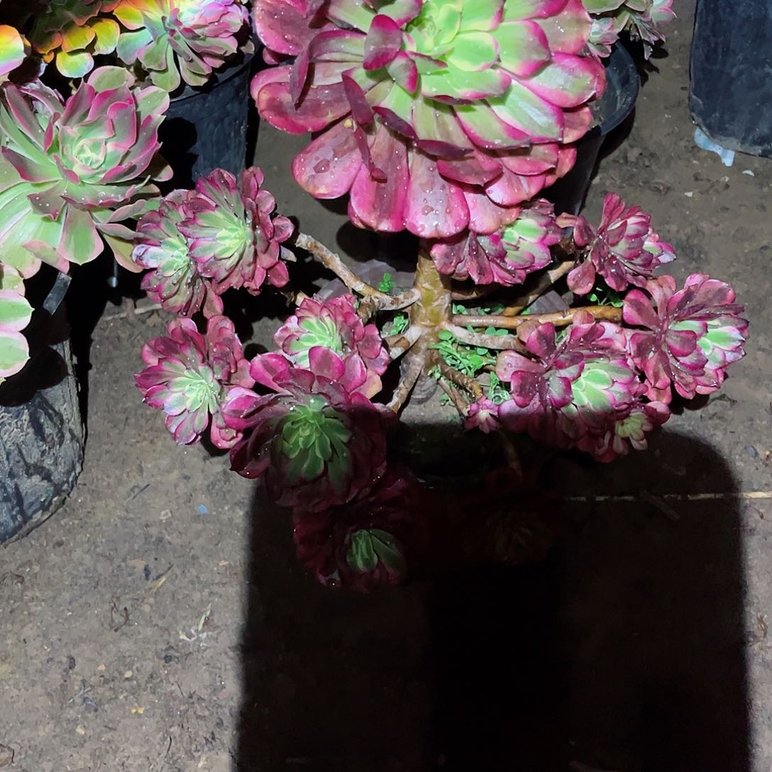 无花朵多肉植物902