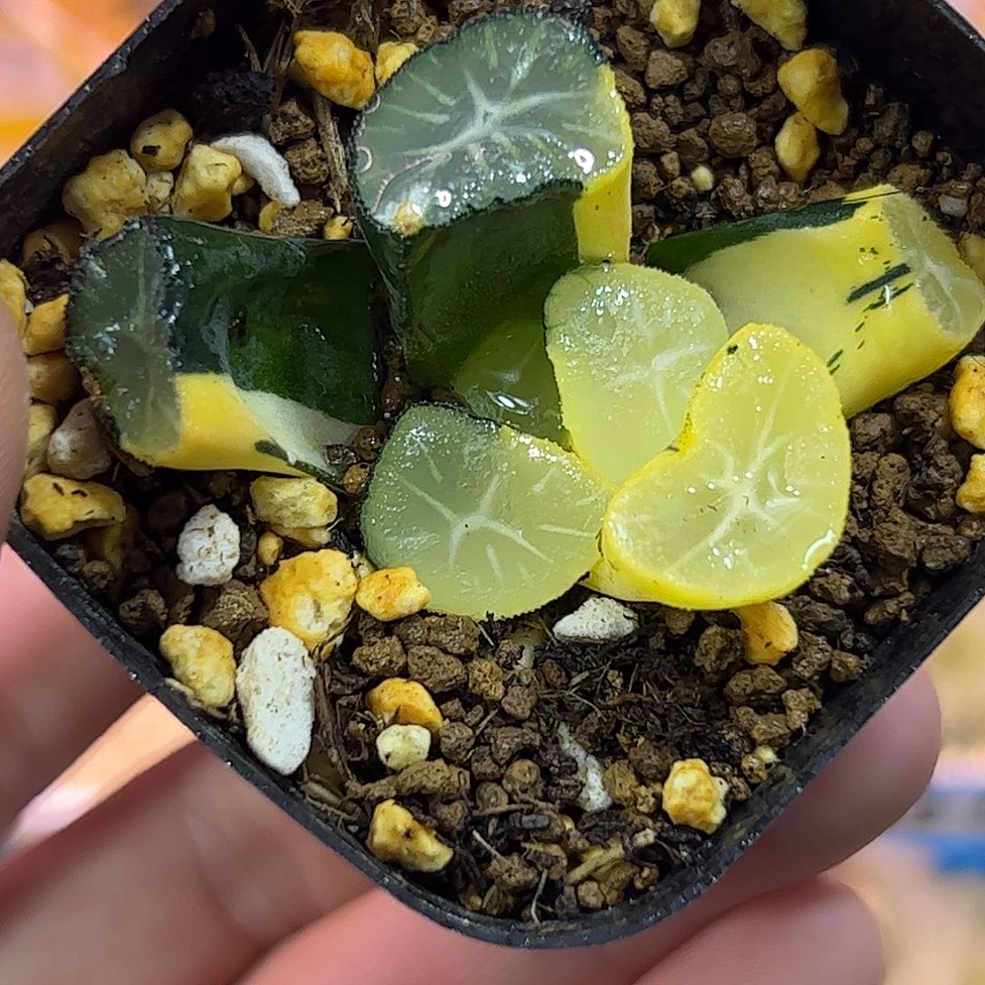 玉龙万象锦十二卷多肉植物