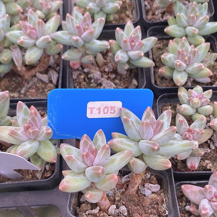 t105乌拉克拉双头