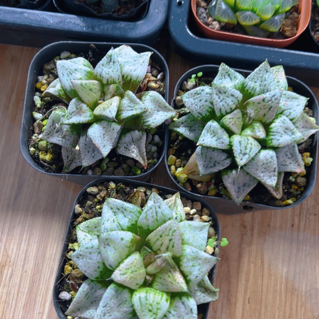 潘多拉魔盒多肉多肉一颗