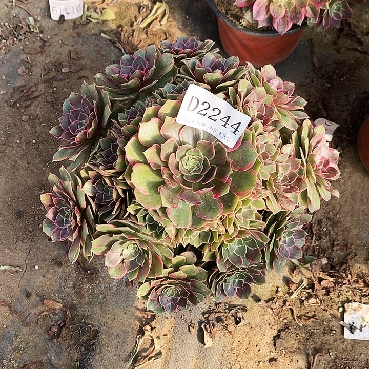 2244夜宴粉花妖多肉植物