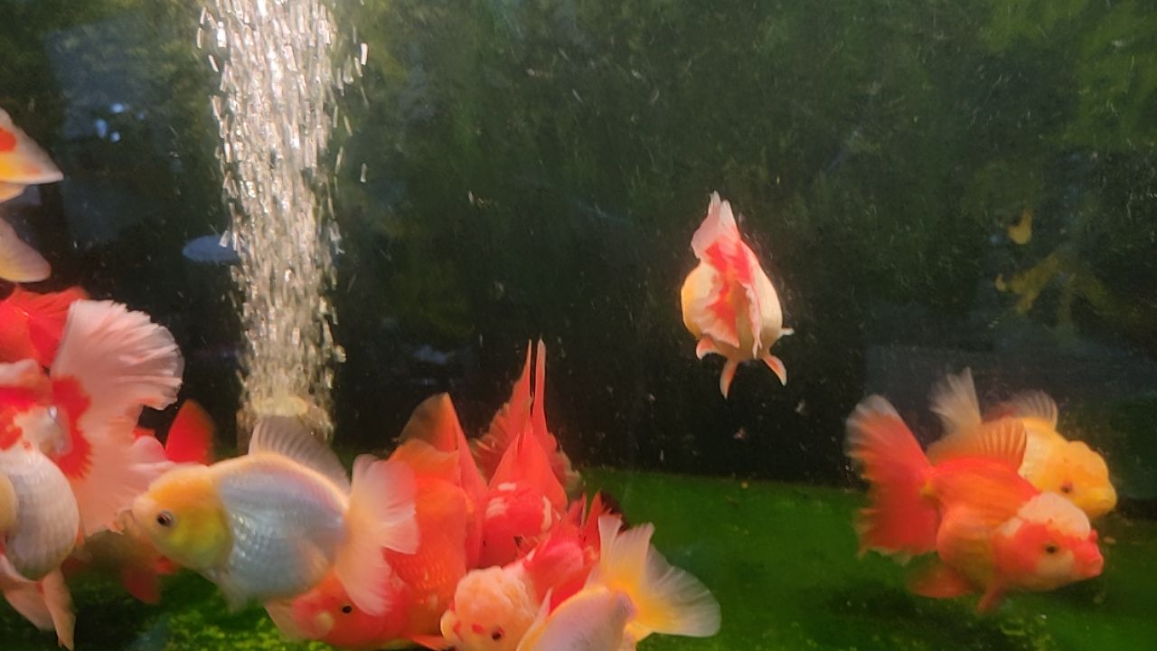 金鱼泰狮金鱼。。。。。。