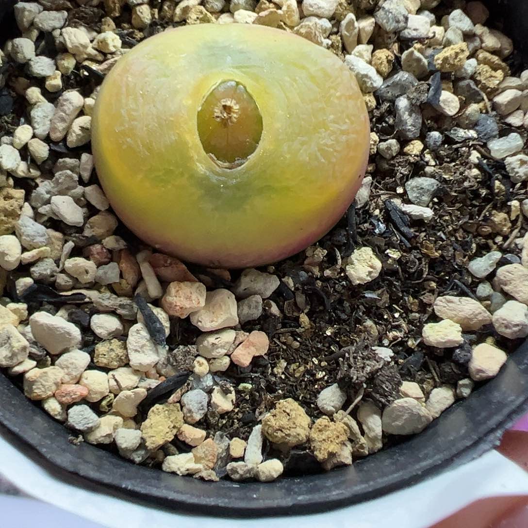 589毛汉尼带盆土发货