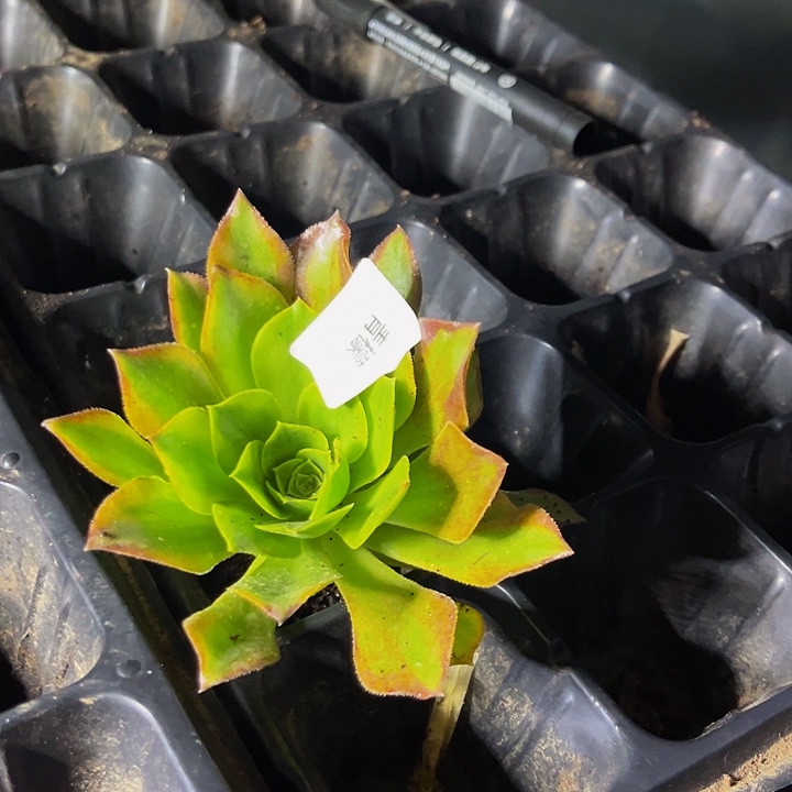 清濛带土球5公分以上9.9包邮