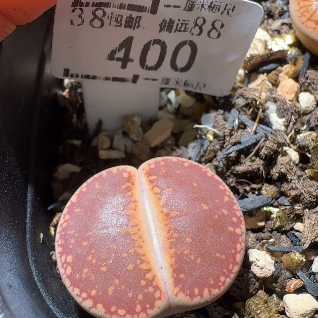 Sss精品便宜出400