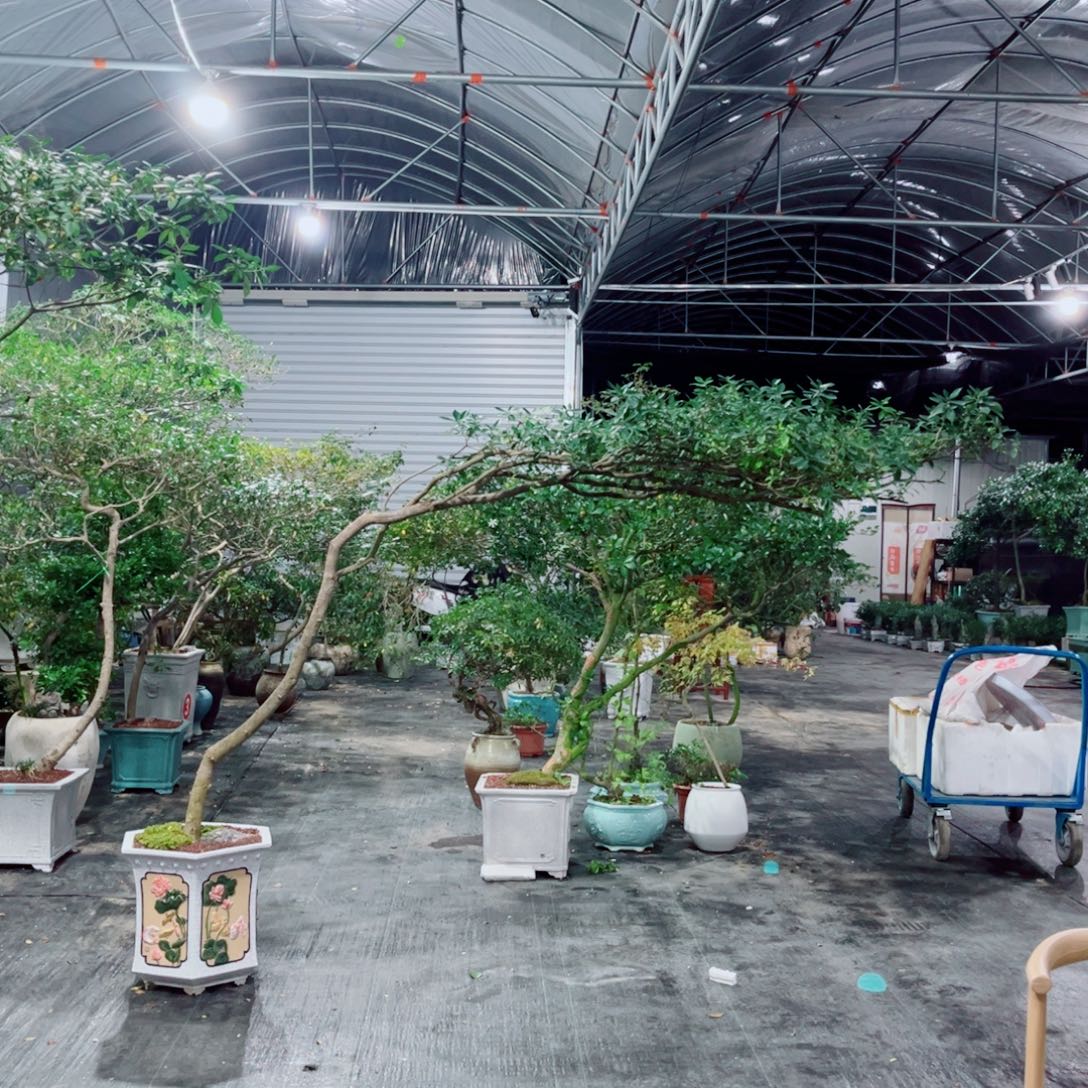 无花朵海岛栀子花四季常绿