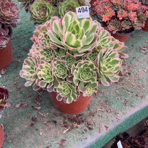 翟***群494白凤手捧多肉，