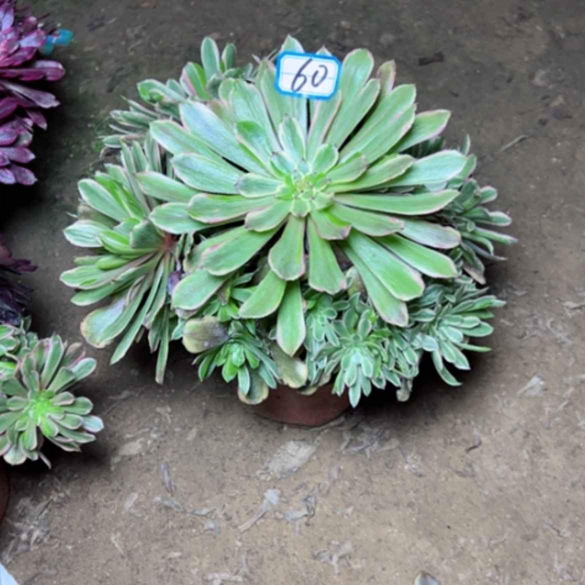 【闪购商品】天*多肉植物粉黛60