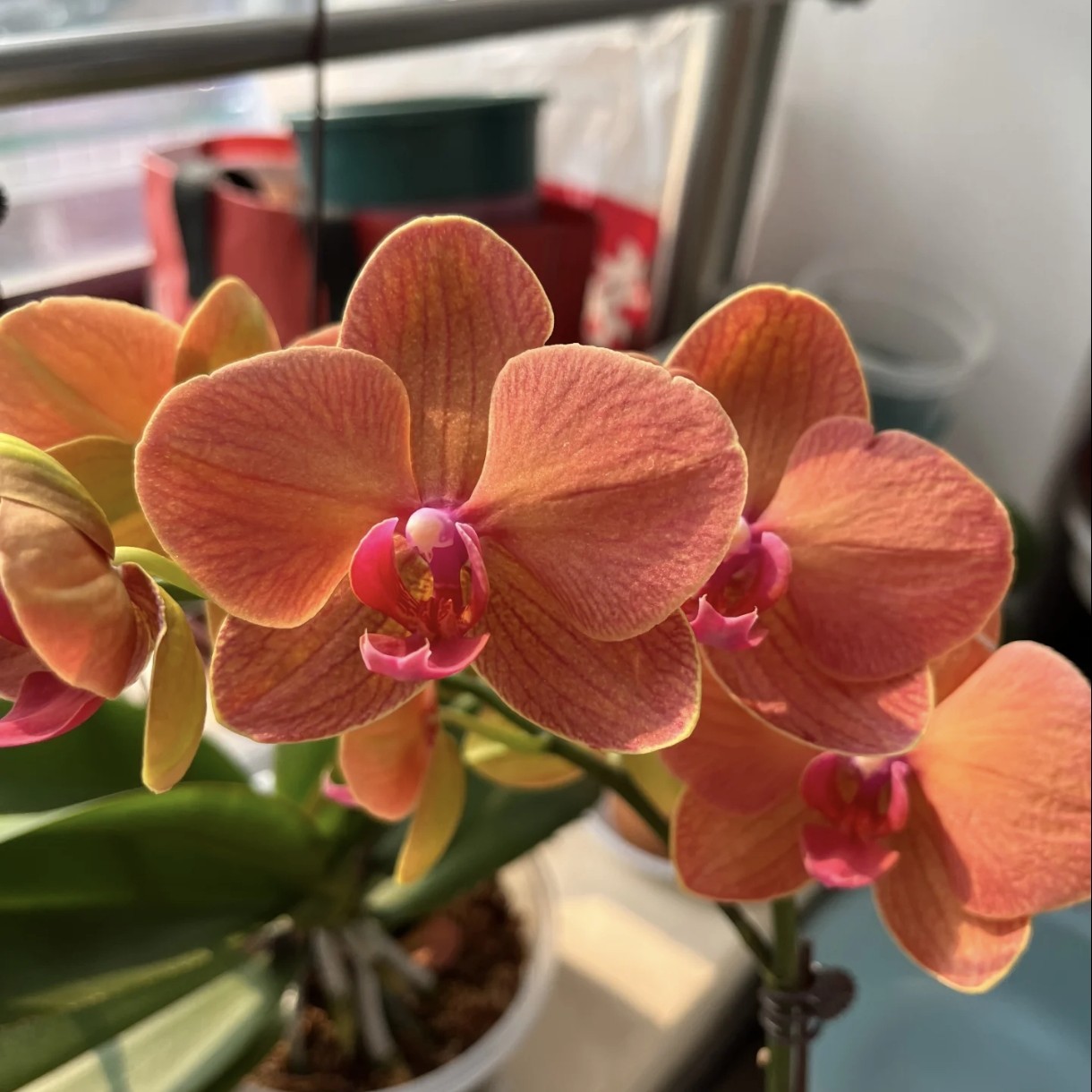 蝴蝶兰-碰柑苗子3.0寸杯（无花））