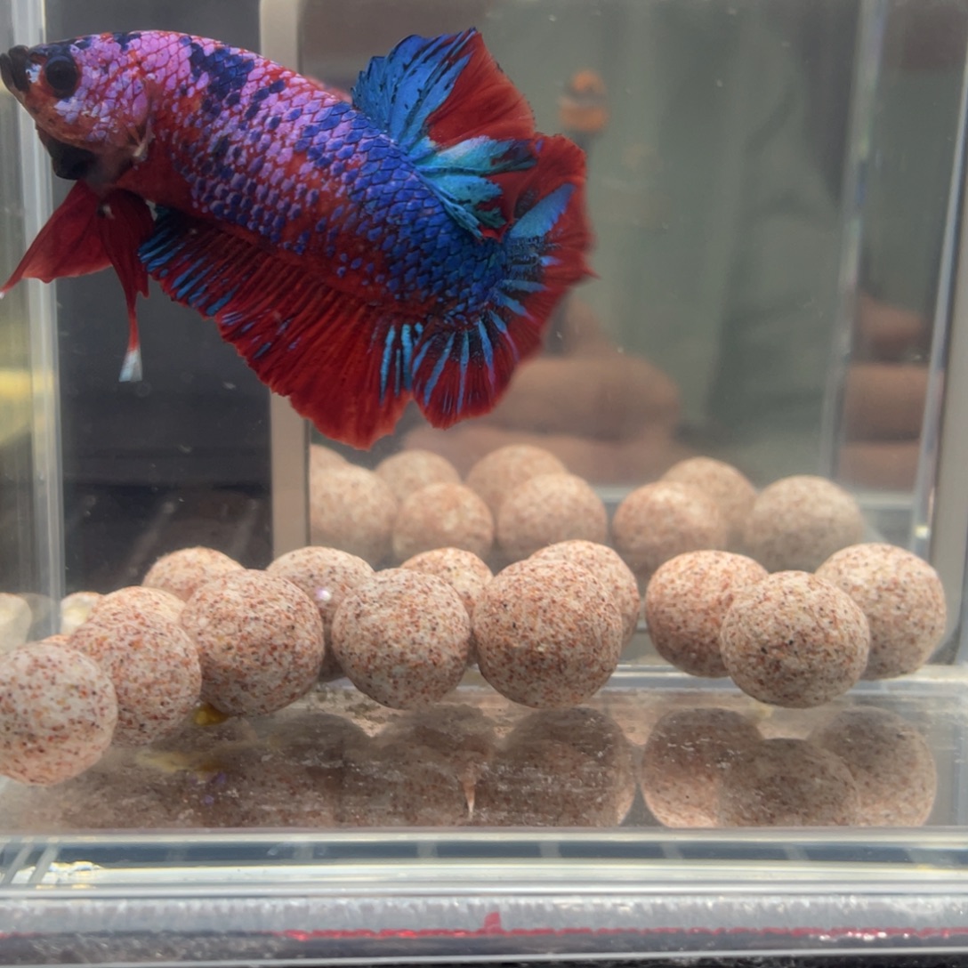 斗鱼12.28 巨斗 108