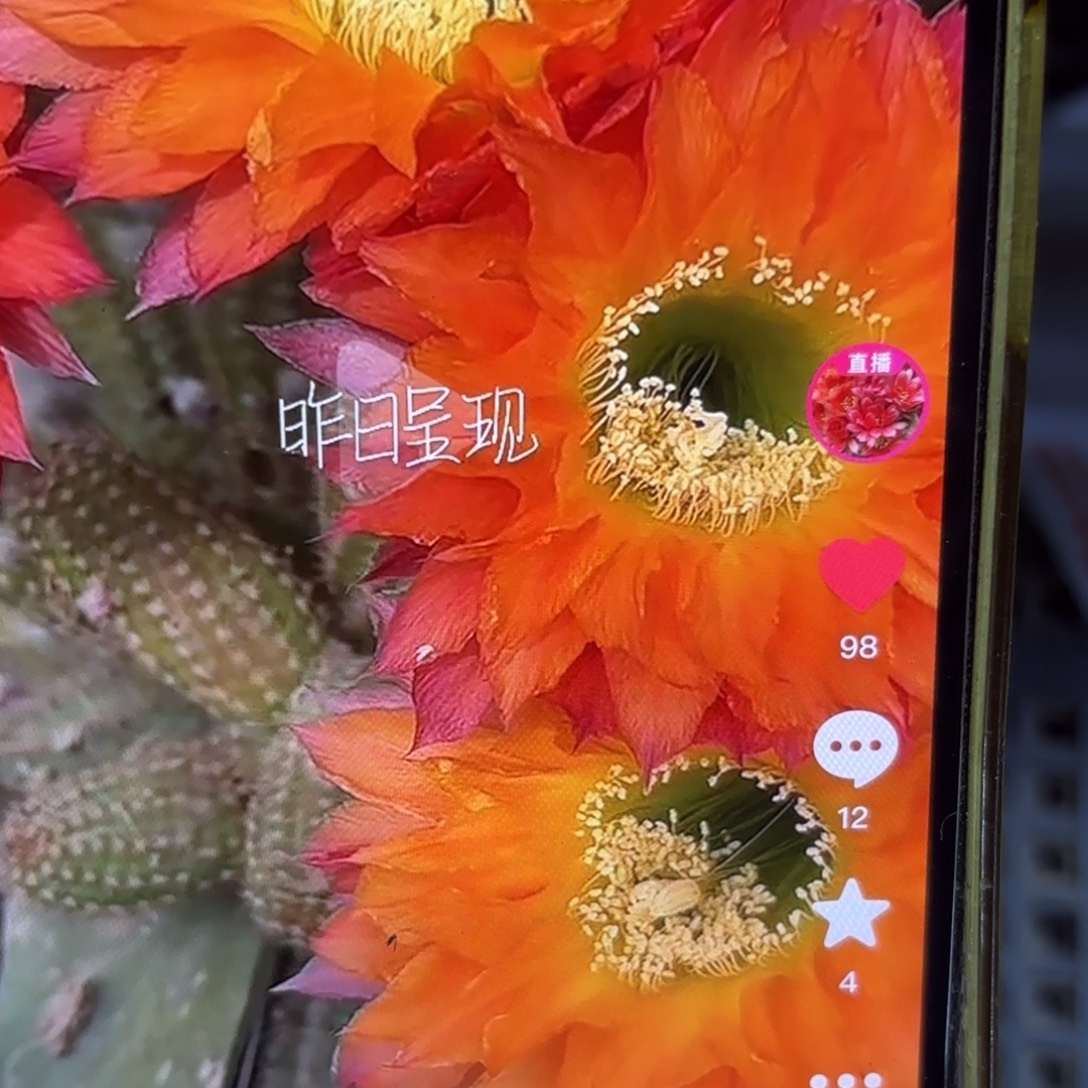 昨日重现彩侧牙20包邮仙人球44