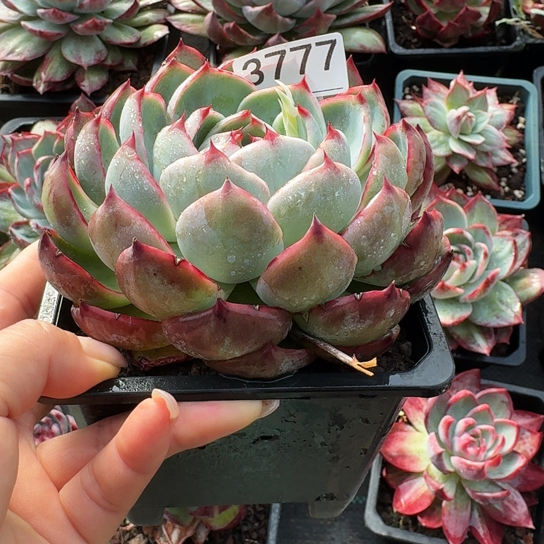 惊鸿惊鸿惊鸿 3777..........