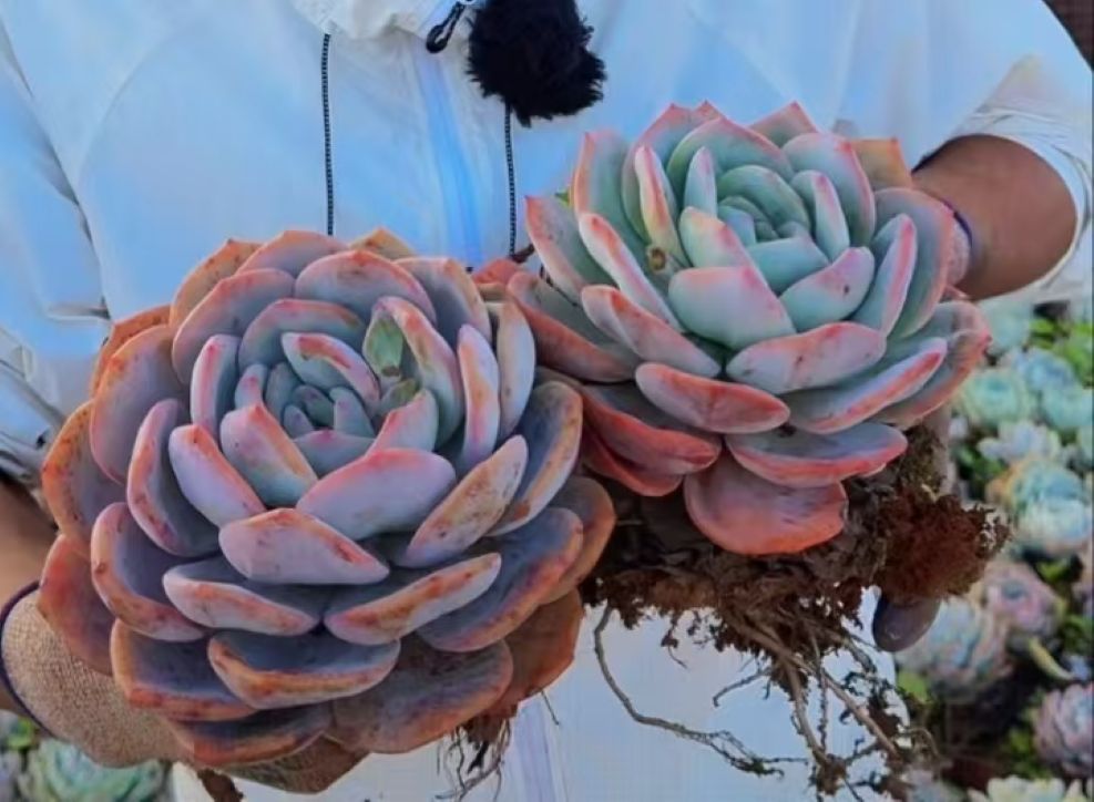 云漫多肉LL凤橙单头 多肉植物新手好养葡萄架