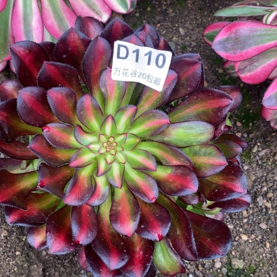 110晚霞多肉植物