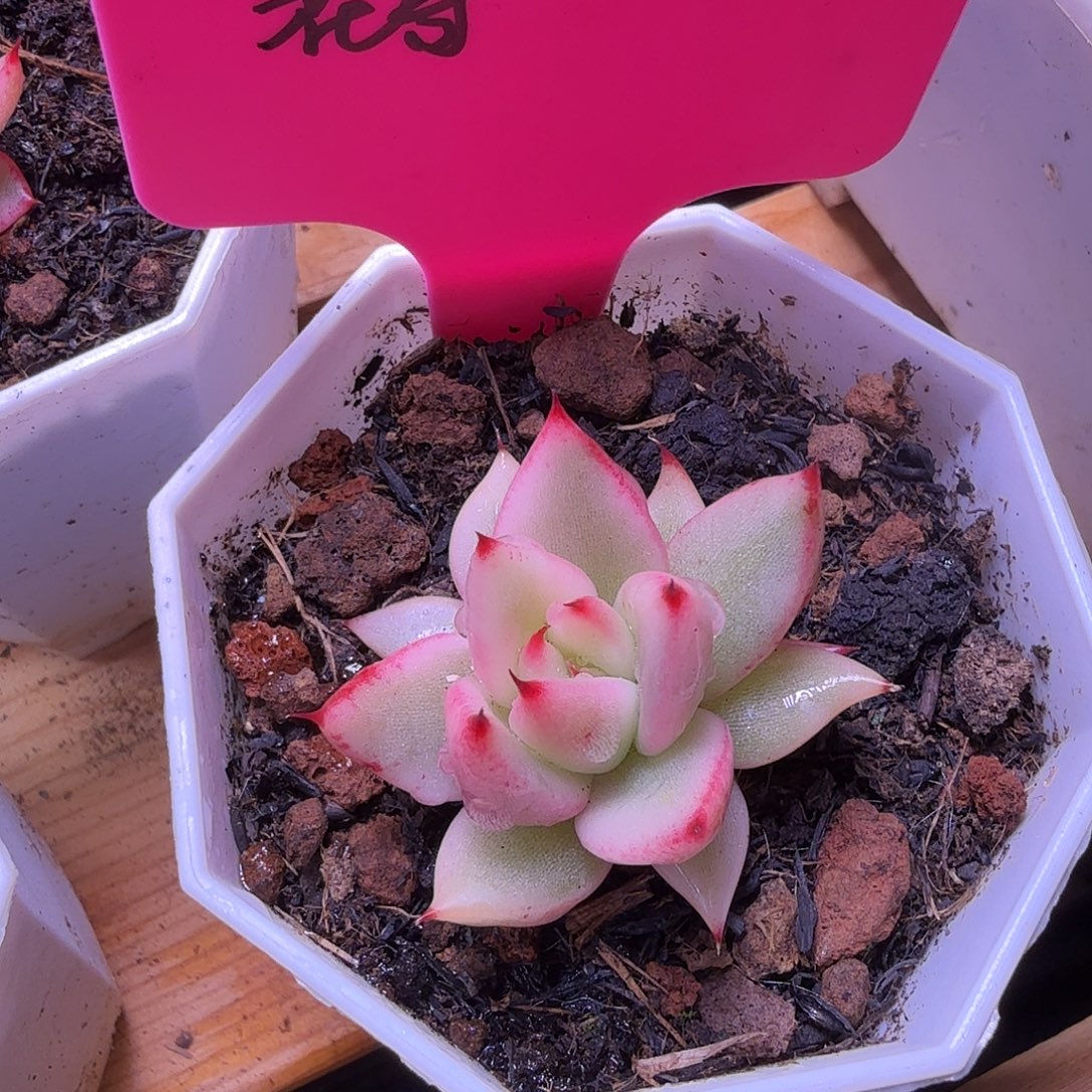 ****葱东云锦杂交，多肉植物。