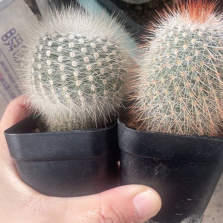 实生仙人球2颗白小丁