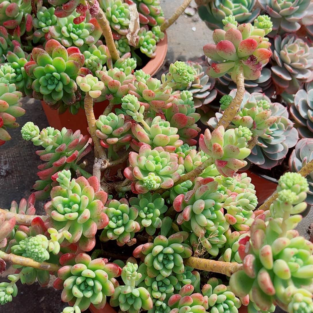 香格里拉超级大多头造型精品