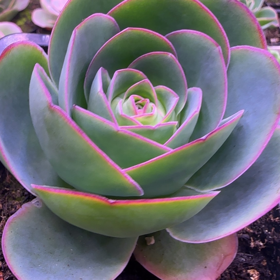 单头7.5厘米玫瑰134373767575737373