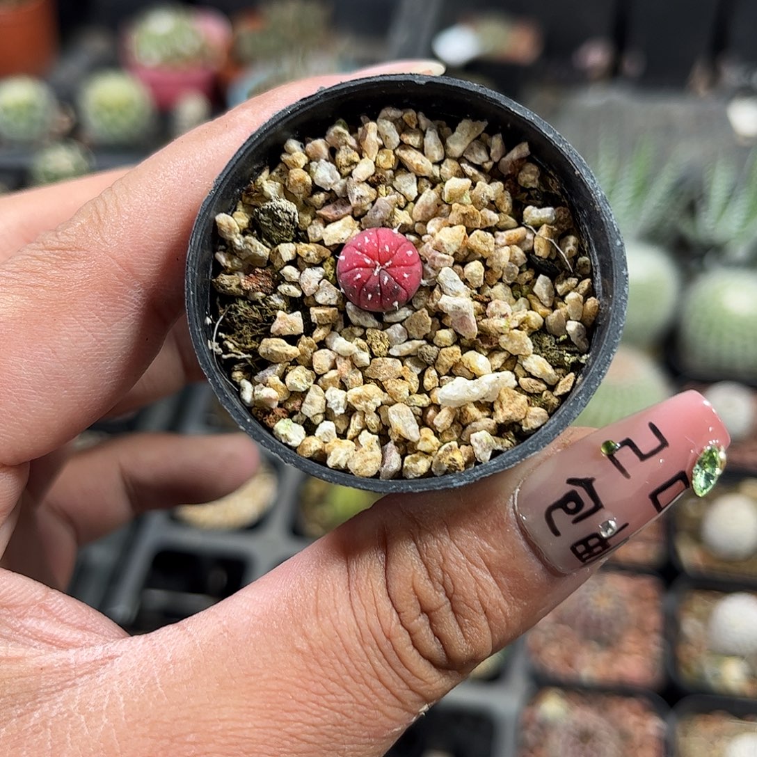 新手不建议糖果兜单头发货