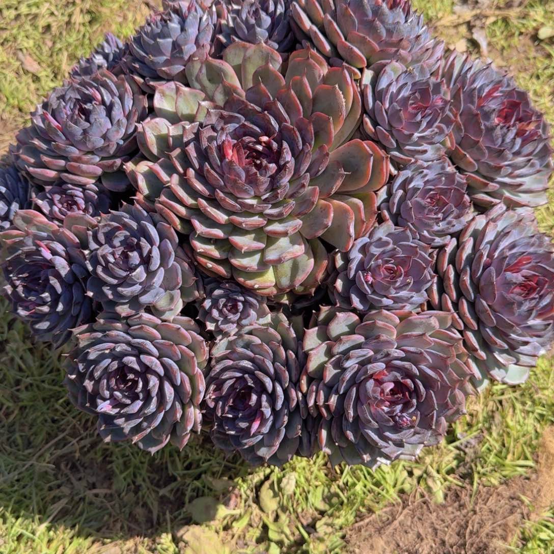 万***影蓝莓多肉植物提取精华