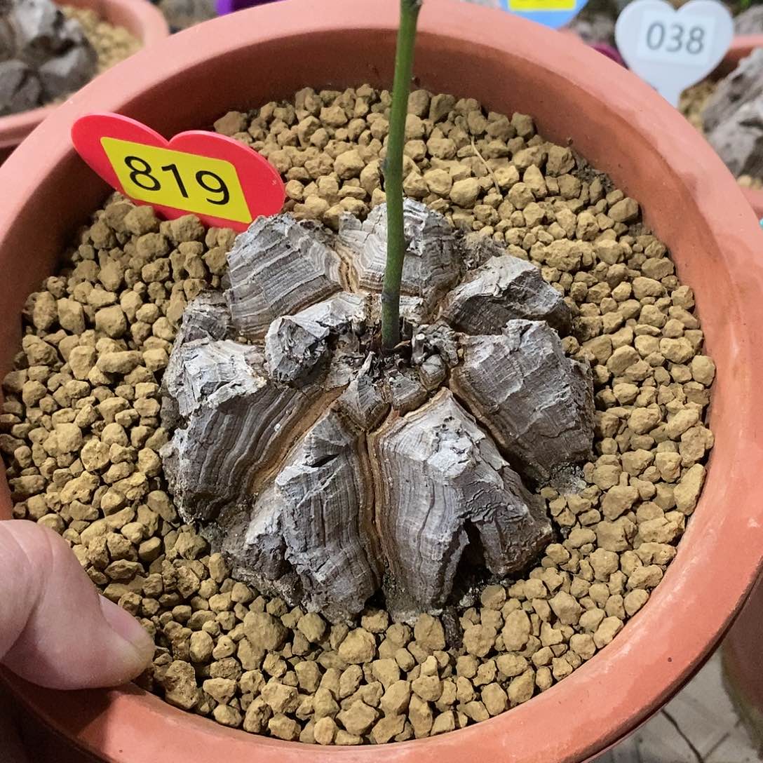 南非龟甲龙龟甲龙