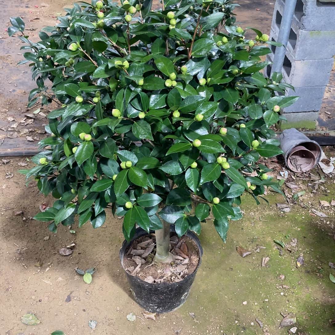 x***n全部花朵香妃茶花