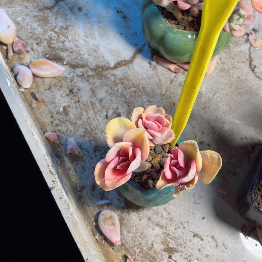 开*猫彩虹28-107带盆