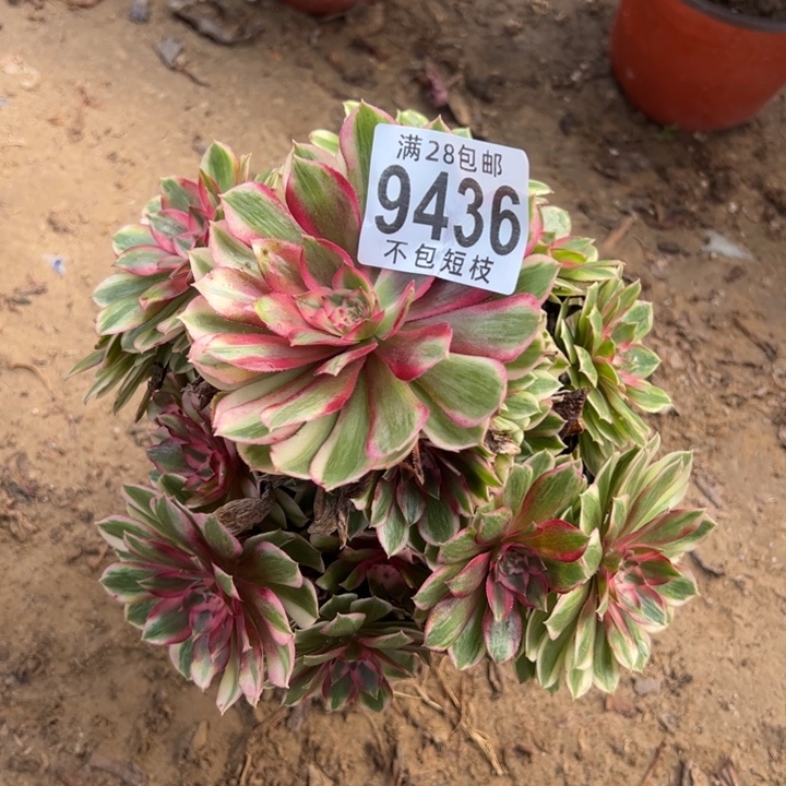 9436半糖荔枝多肉植物法师